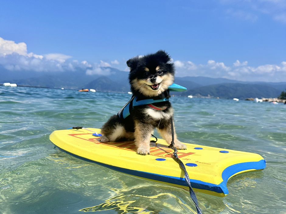 「ビーチでサーフィンをする犬」というプロンプトを入力